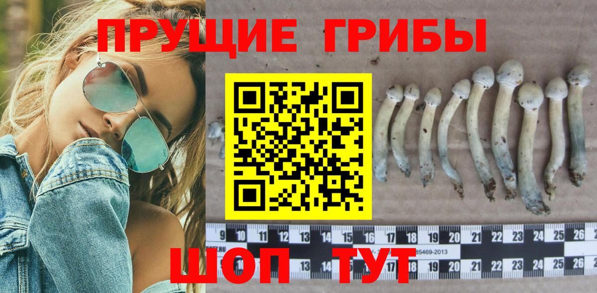 Камышлов  Псилоцибиновые грибы Cubensis  Вход с VPN 