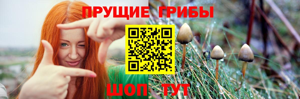 Псилоцибиновые грибы Cubensis Камышлов